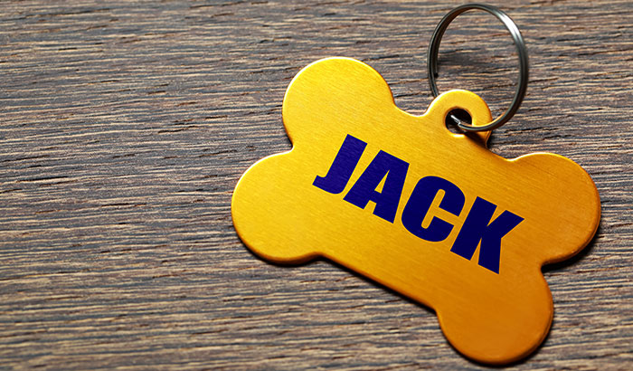 Pet Name Tags and Microchips Are Essential for Your Pets